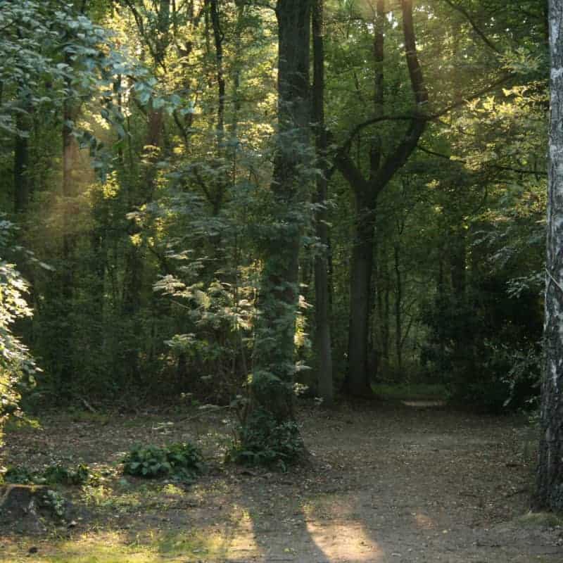 avondzon-bij-de-bosuil