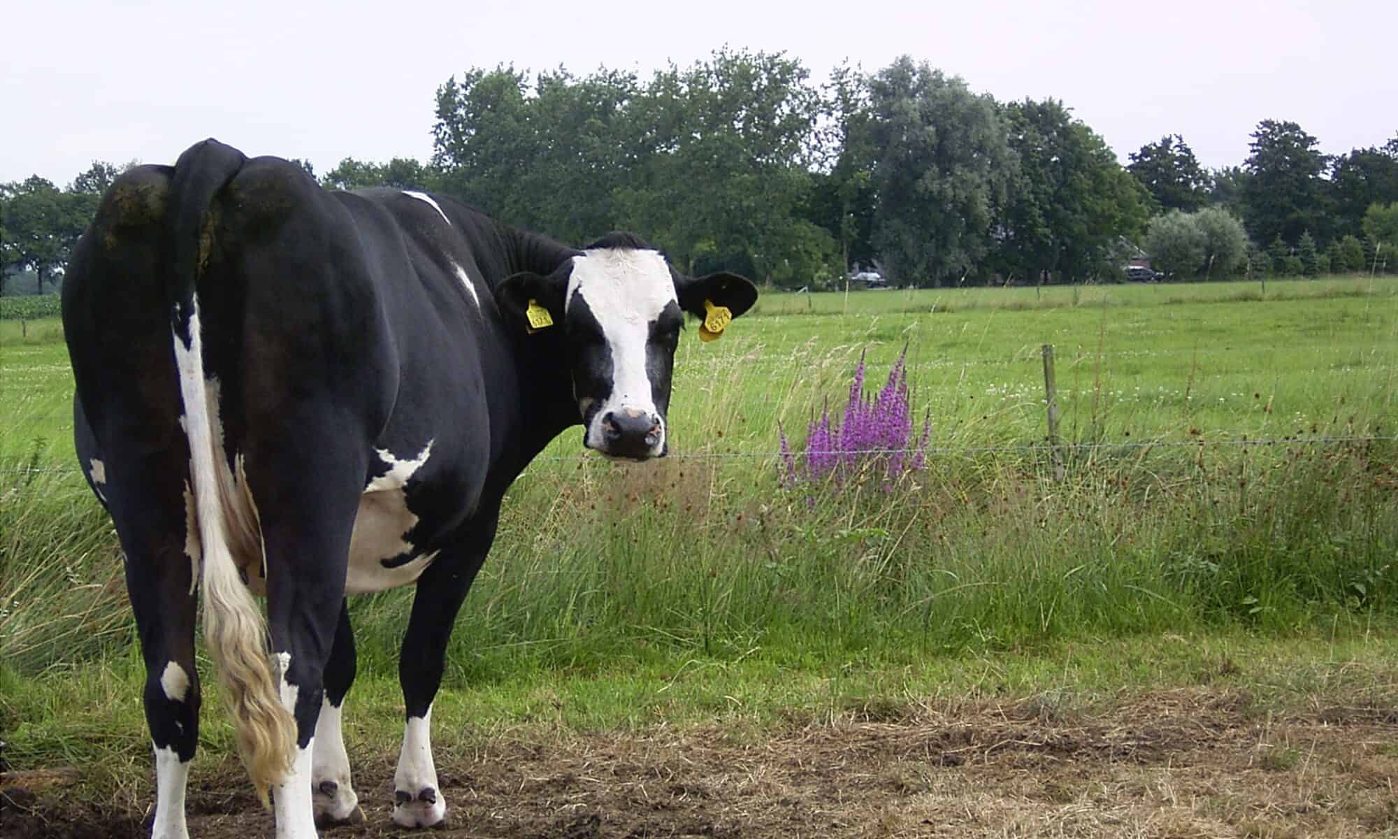 Deze koe kijkt je al vragend aan: wil je meer weten over vakantiehuisje de bosuil? neem dan contact op